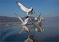 PELLICANO DAL CIUFFO